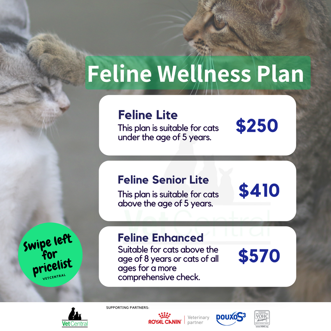 Feline Wellness Plans