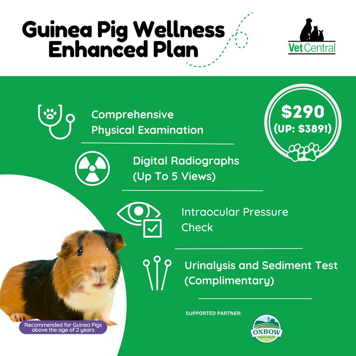 Guinea Pig Wellness Plan