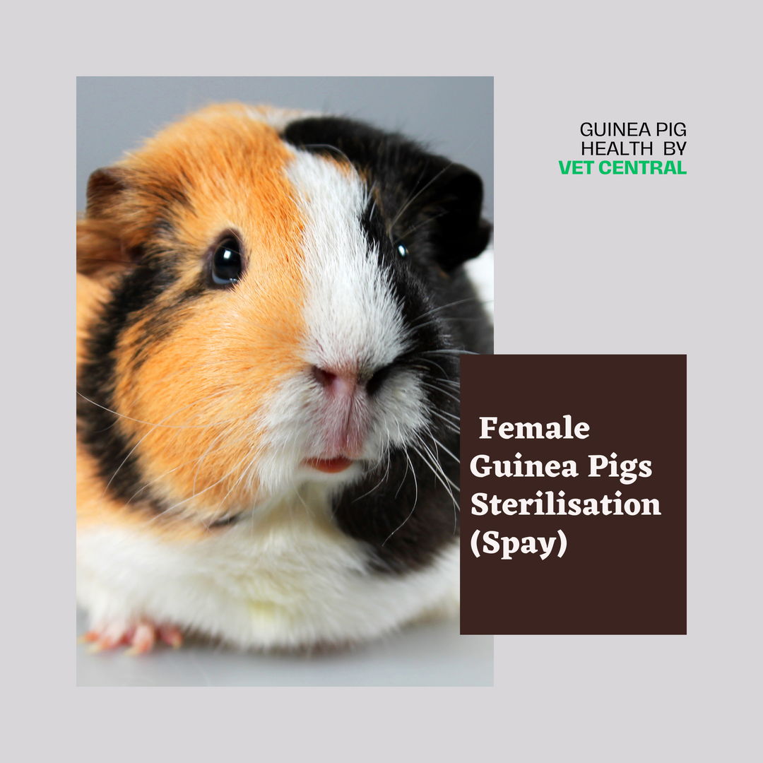 Benefits of Female Guinea Pigs Sterilisation (Spay)