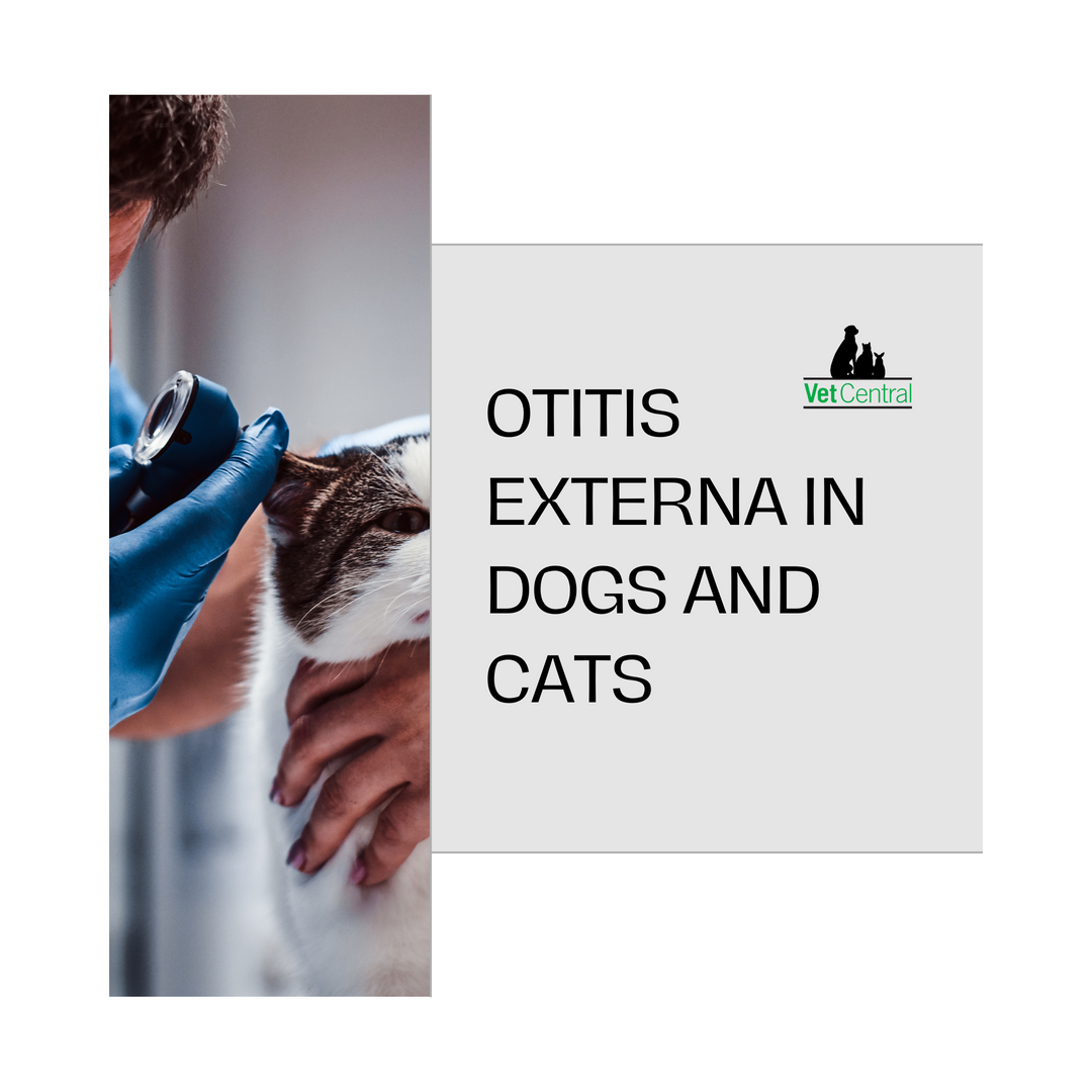 Otitis externa in dog and cats
