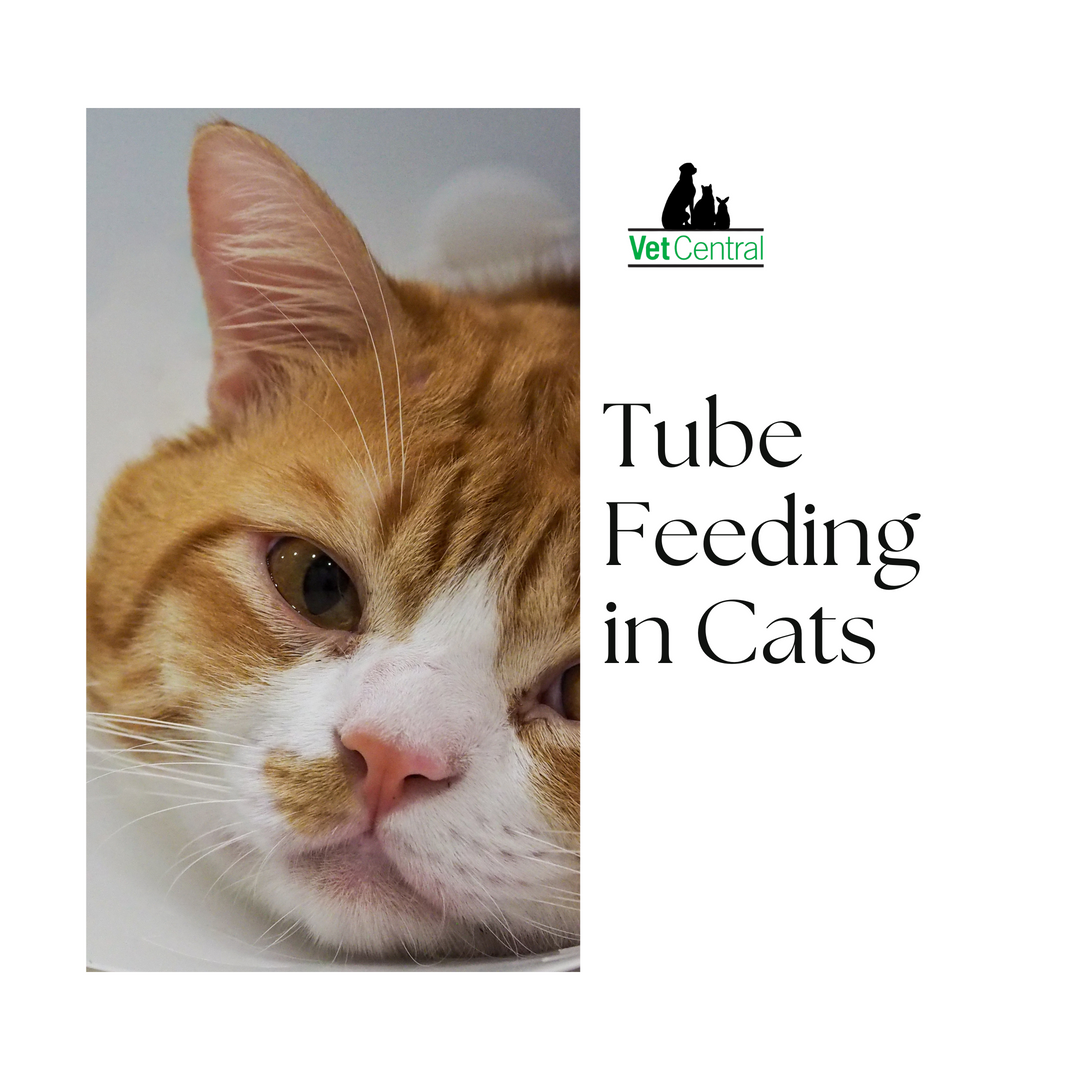 Tube Feeding in Cats