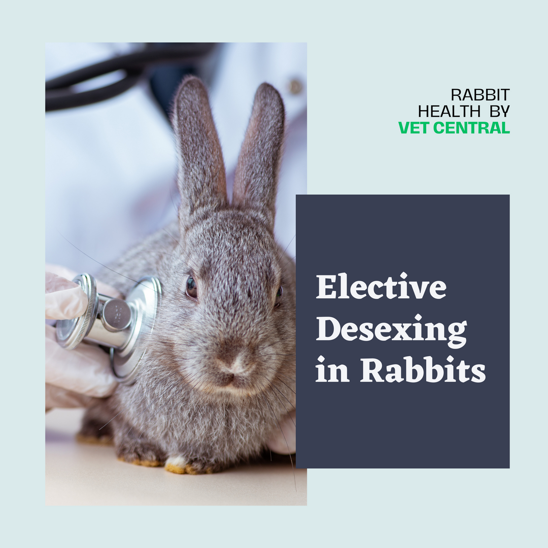 Elective Desexing (Sterilisation) in Rabbits