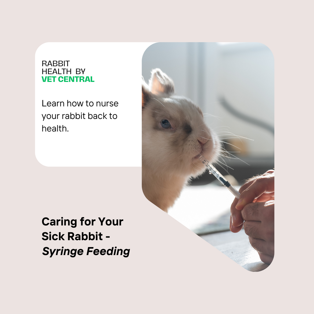 How to syringe feed your rabbits 