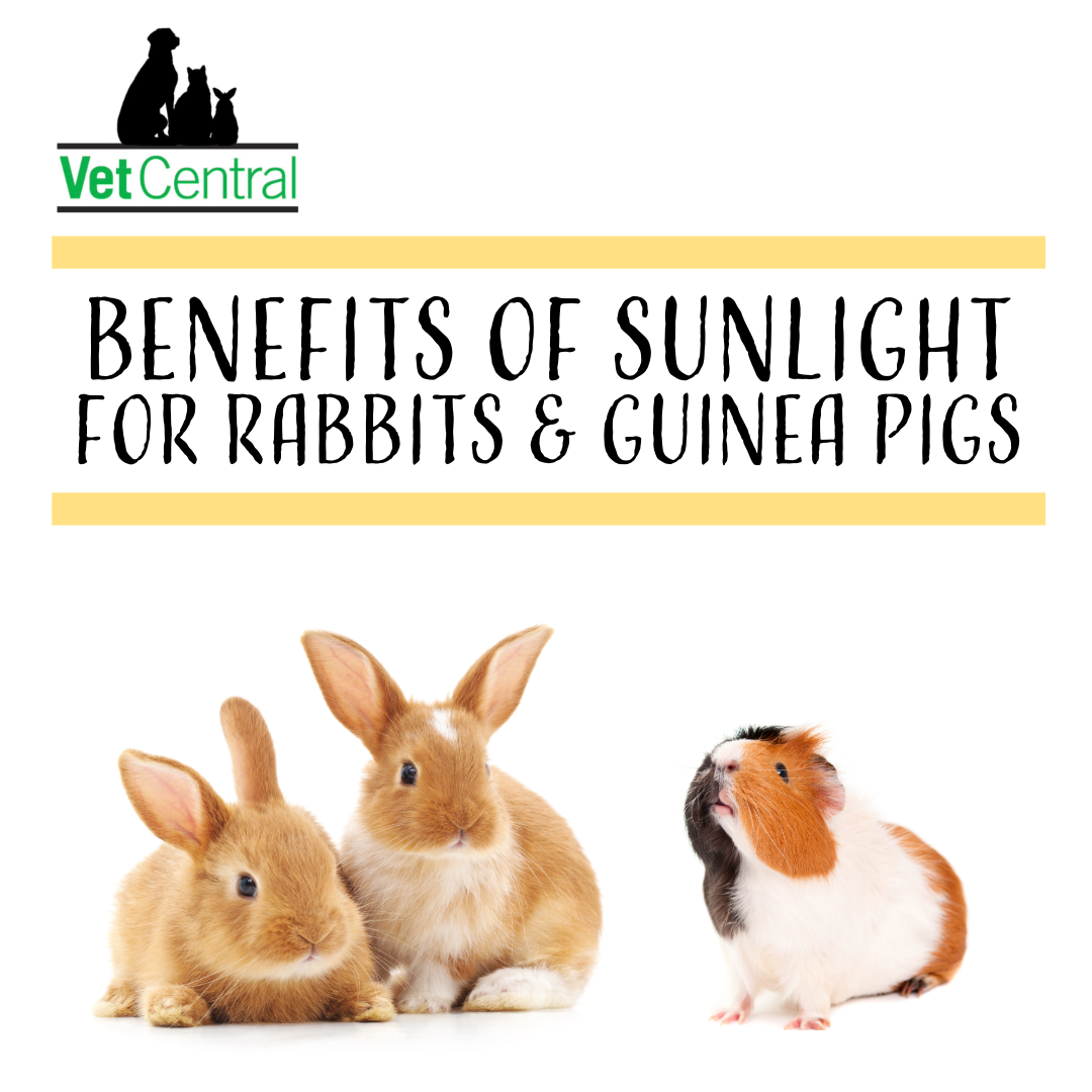 Benefits of sunlight in Rabbits and Guinea Pigs