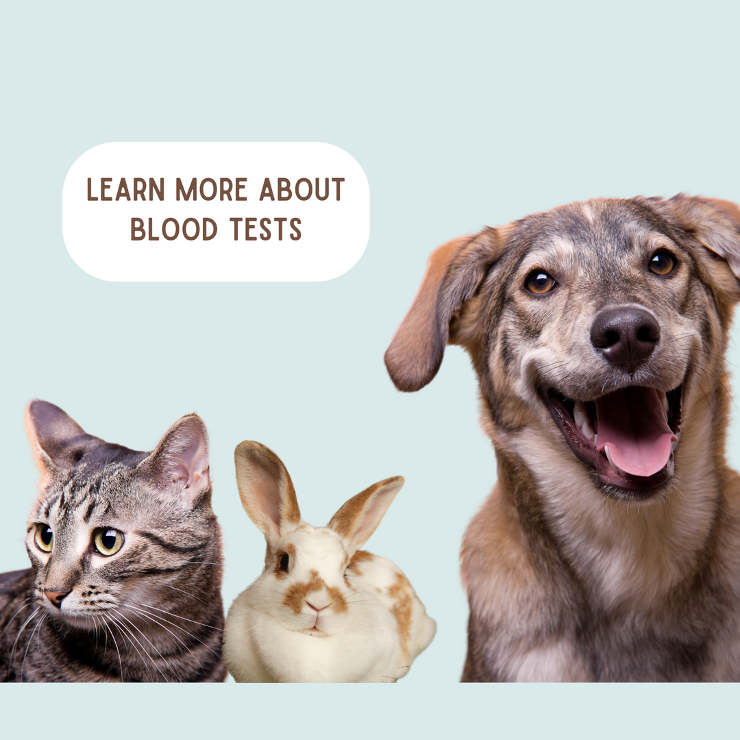 Blood Test Explained