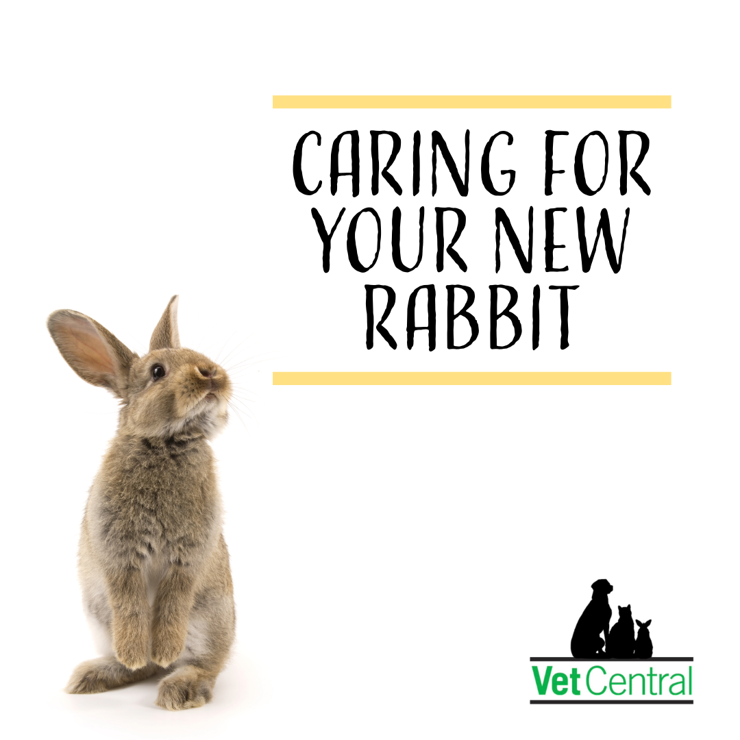 Caring For Your New Rabbit