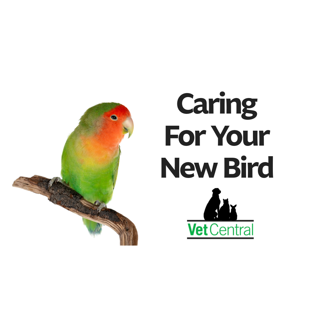 Caring For Your New Bird