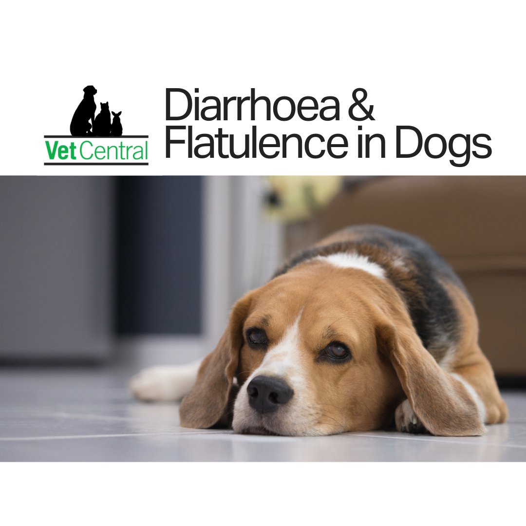 Diarrhoea and Flatulence in Dogs: When to Worry