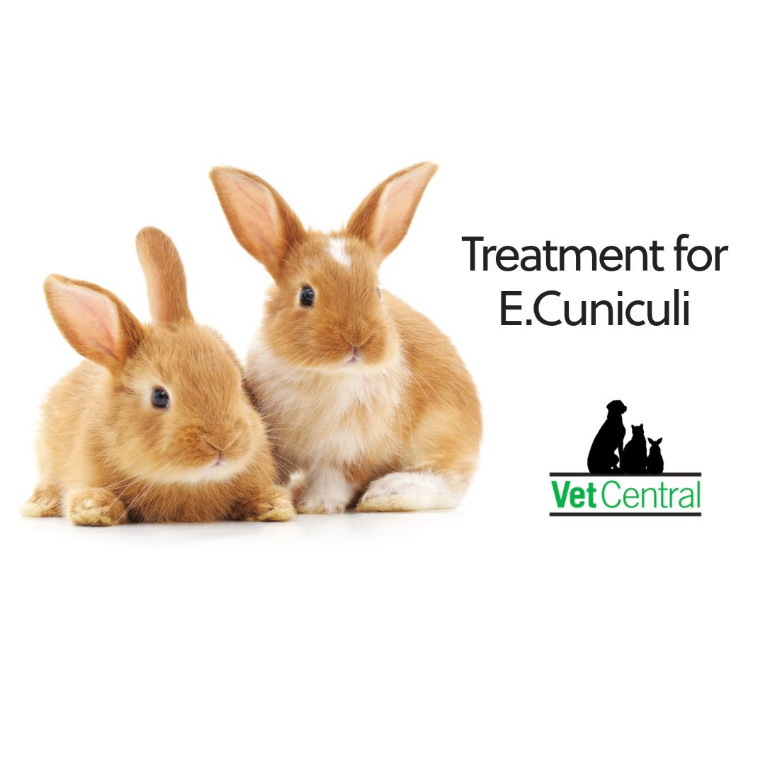 About E.Cuniculi in Rabbits (Part 2) Treatment