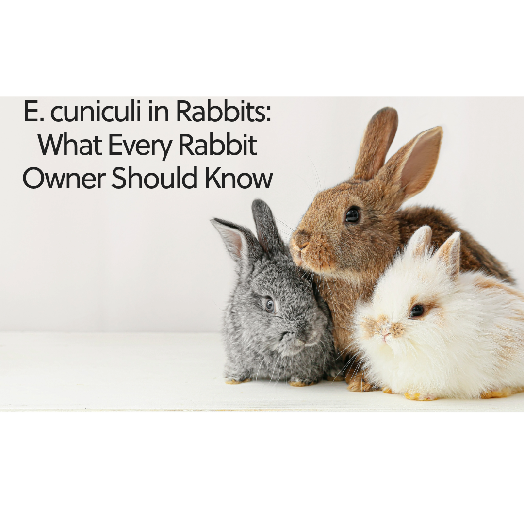 About E.Cuniculi in Rabbits (Part 1) What Every Rabbit Owner Should Know