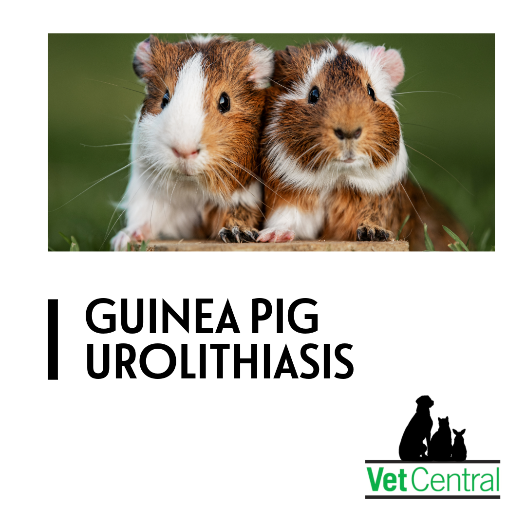 Guinea Pig Urinary Stones (Urolithiasis) – Vet Central