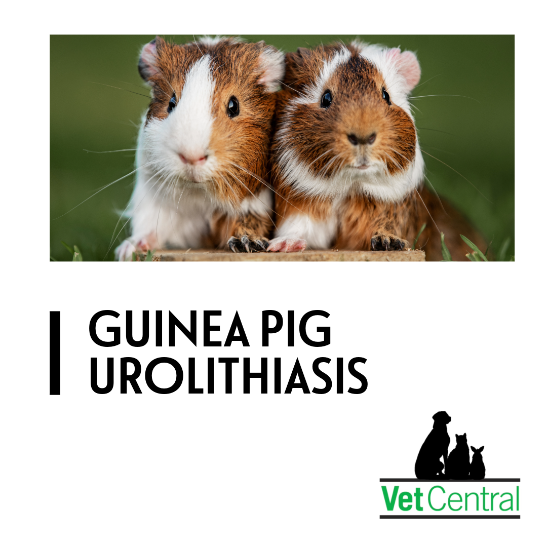 Guinea Pig Urinary Stones (Urolithiasis)