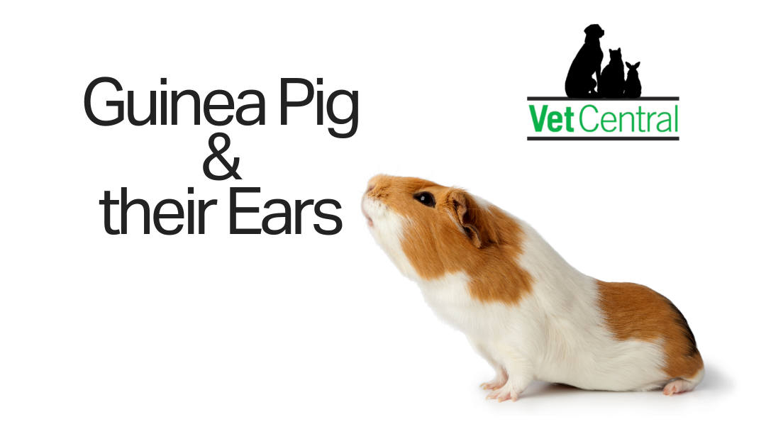 Guinea Pigs and their Ears