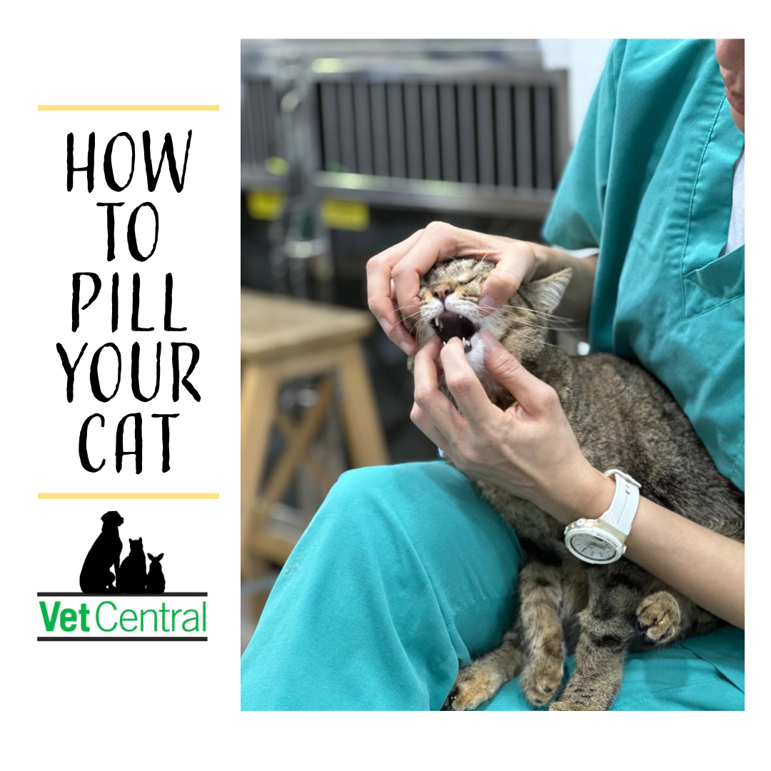 How to Pill Your Cat