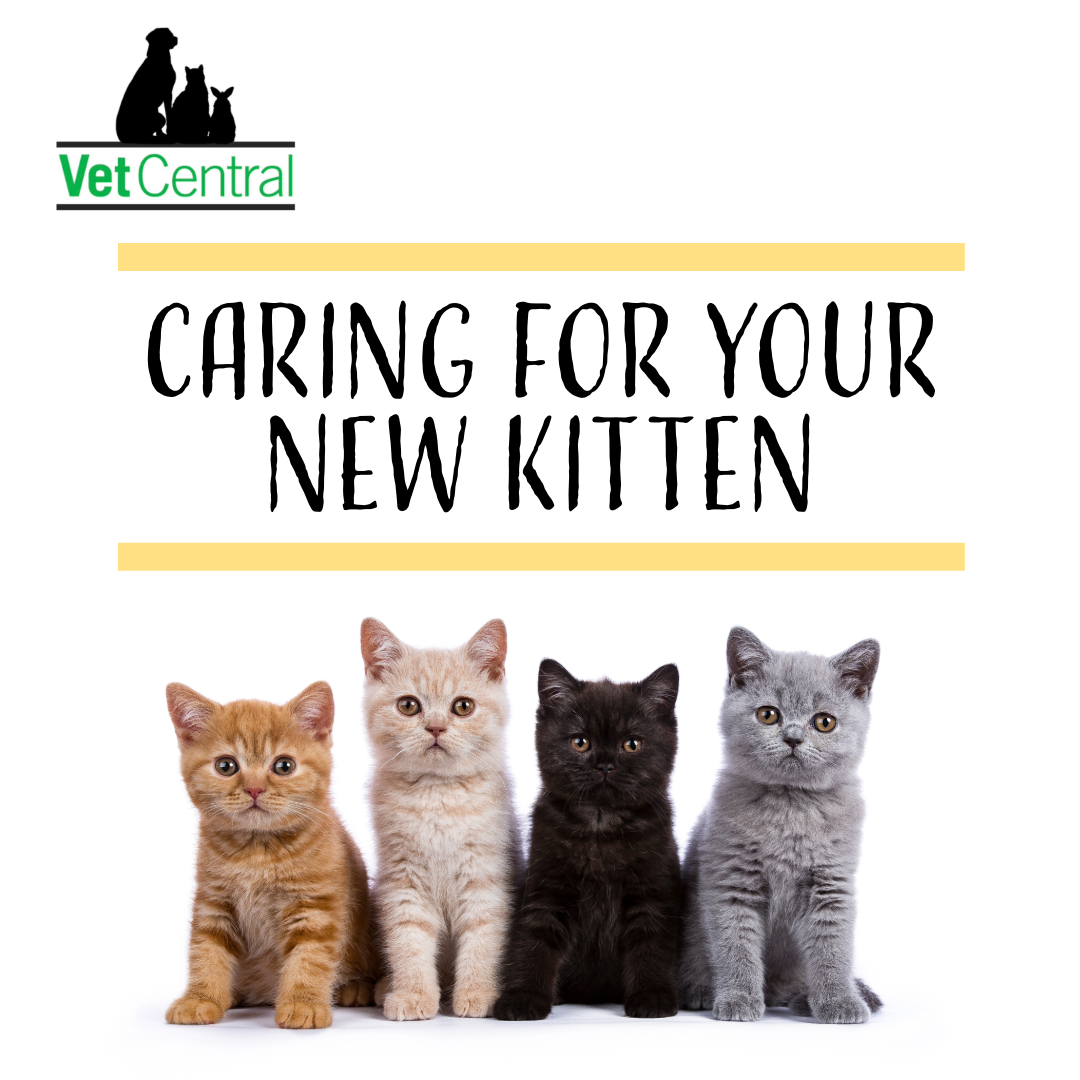 Caring for Your New Kitten