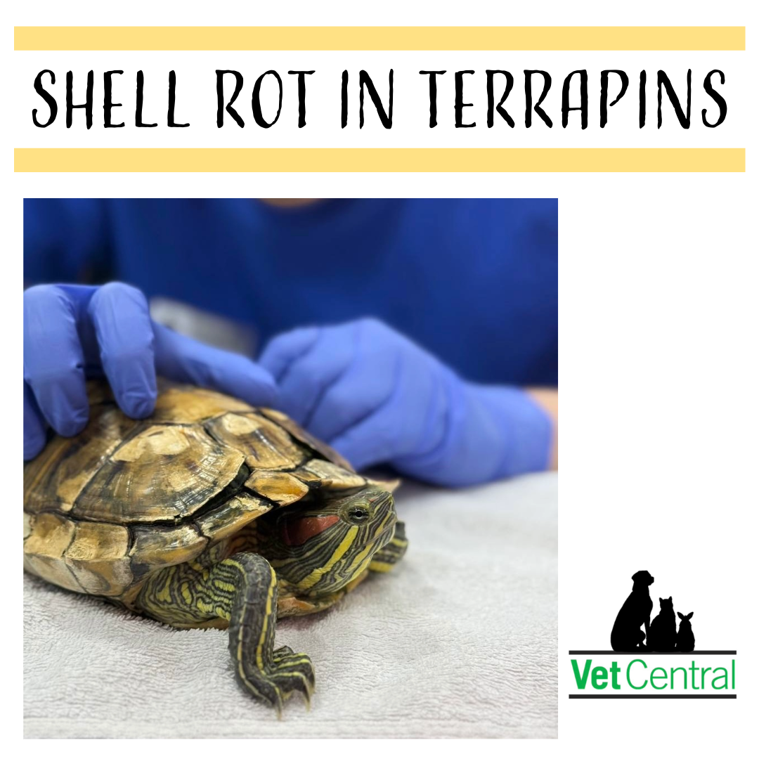 Shell Rot in Terrapins: What You Need to Know