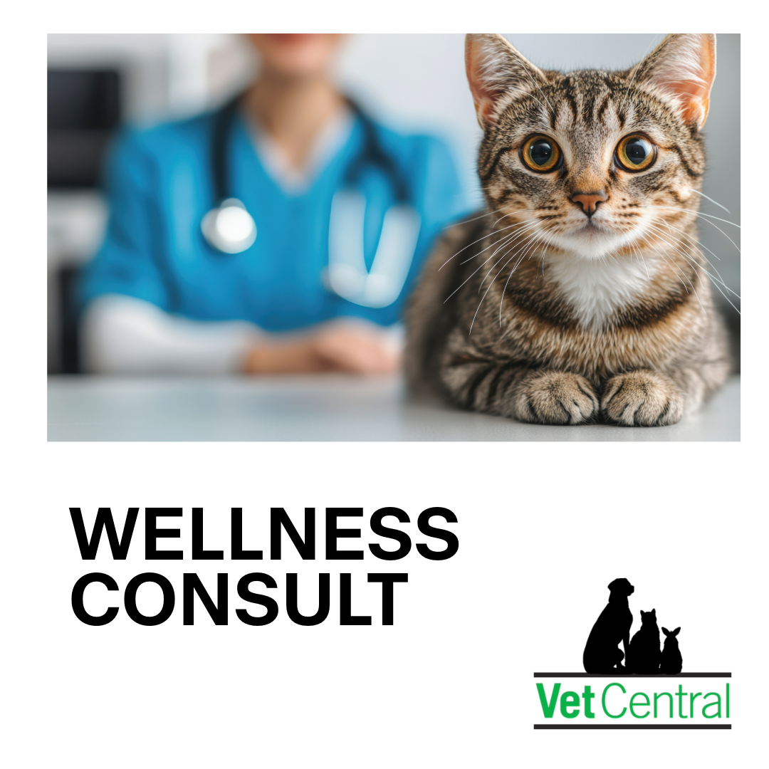 Wellness Consult for Cats