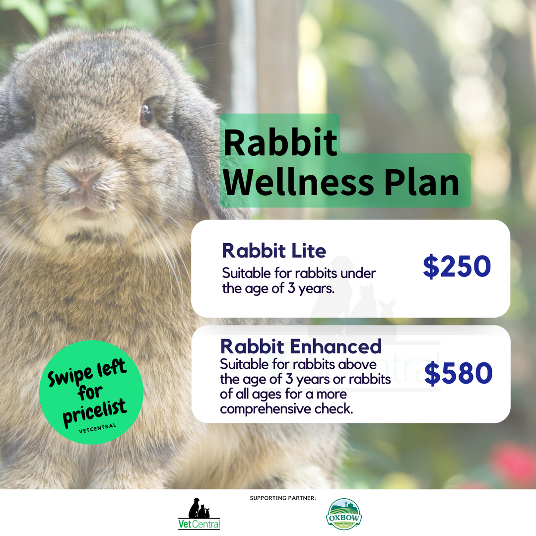 Rabbit & Small Mammals Wellness Plans