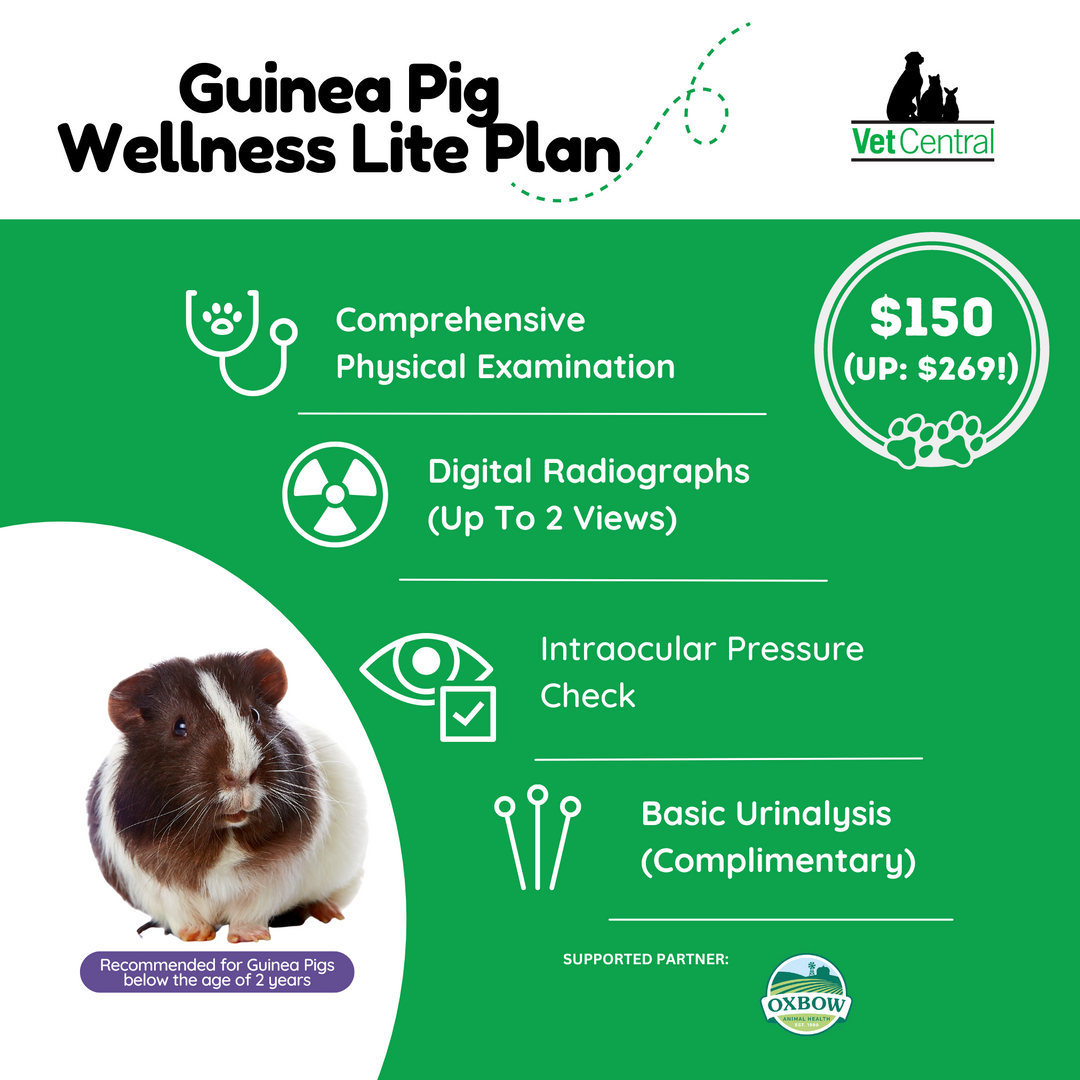 Guinea Pig Wellness Plan