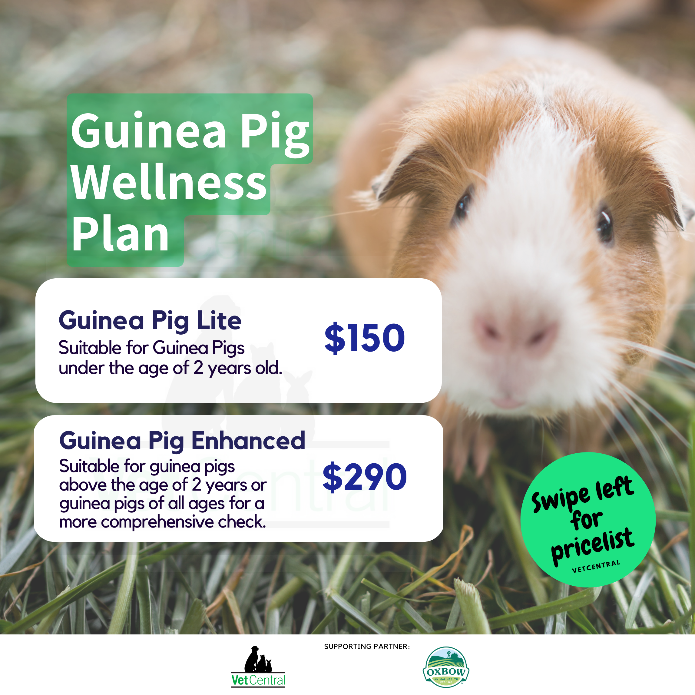 Guinea Pig Wellness Plan – Vet Central - Guinea Pig Wellness Tips
