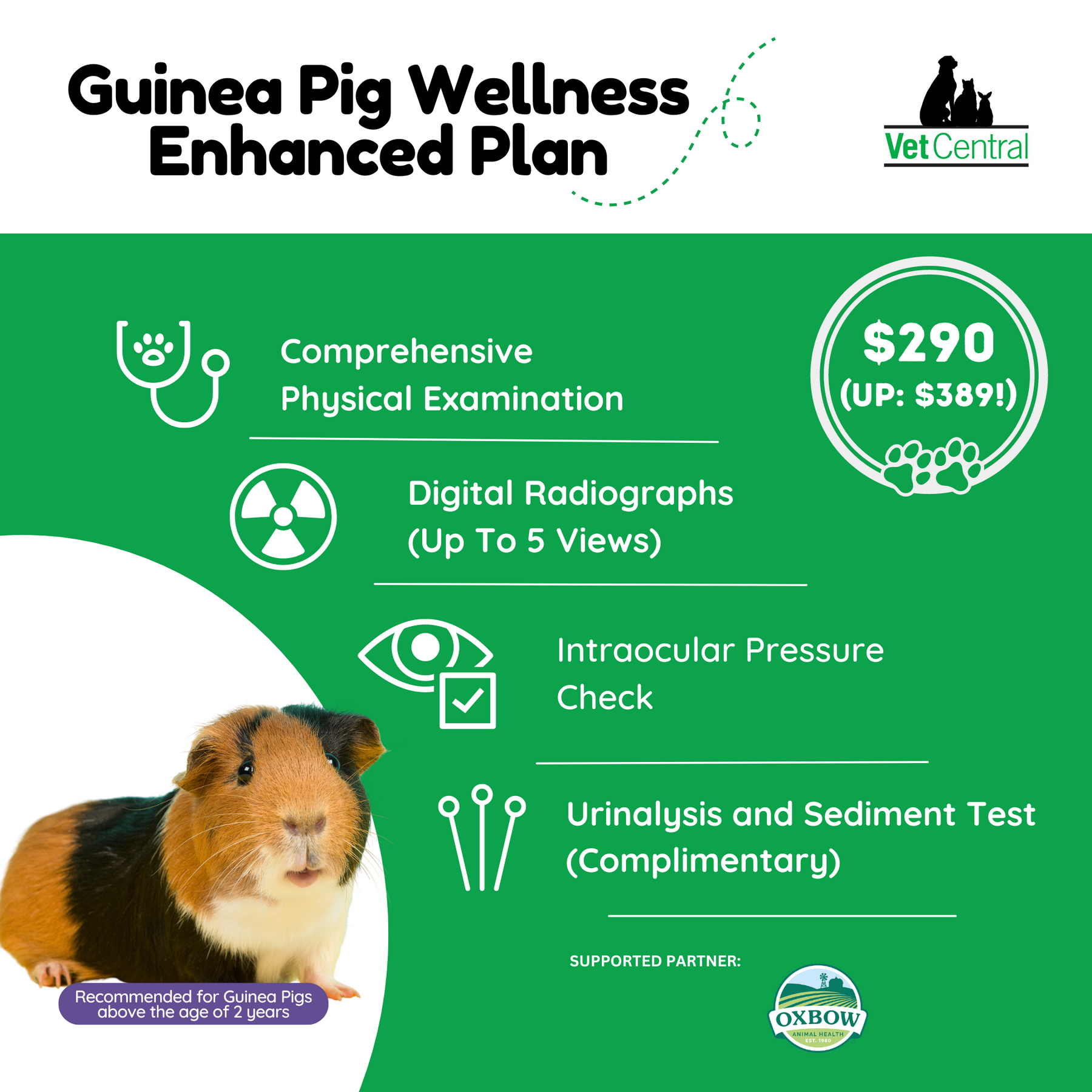 Guinea Pig Wellness Plan – Vet Central